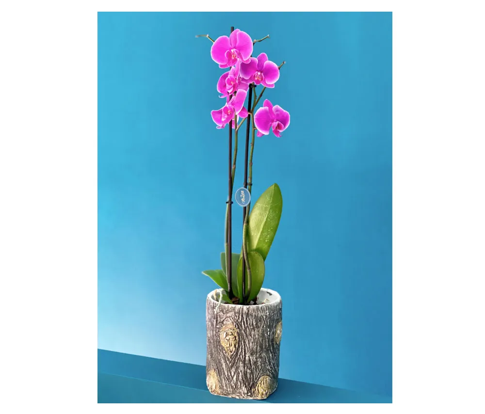 Ծաղիկ N3 MariEll Flowers