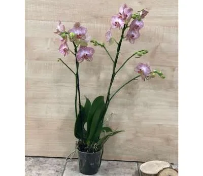 Խոլորձ Orchid Gallery