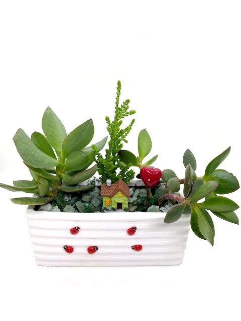 ԹԱՆՁՐԱՏԵՐԵՎՈՒԿ/ ԿՐԱՍՈՒԼԱ (Crassula)