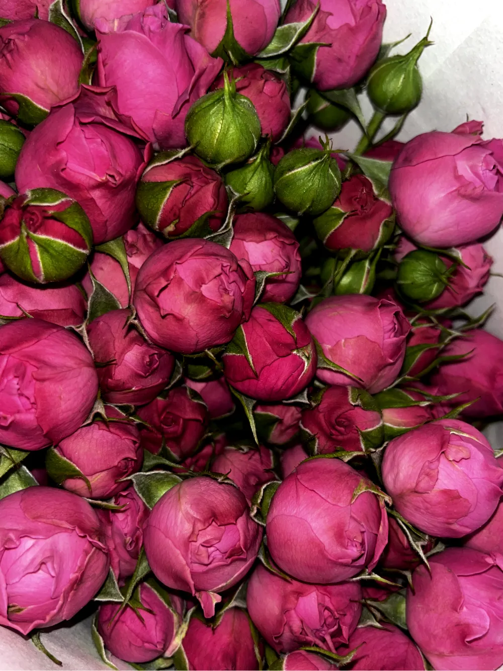 Վարդեր N82 MariEll Flowers