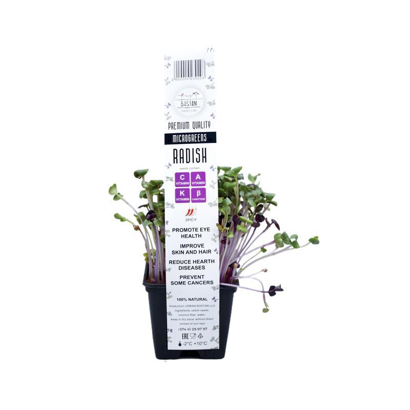 Միկրոկանաչի «Բոստան» բողկ (հայկական)