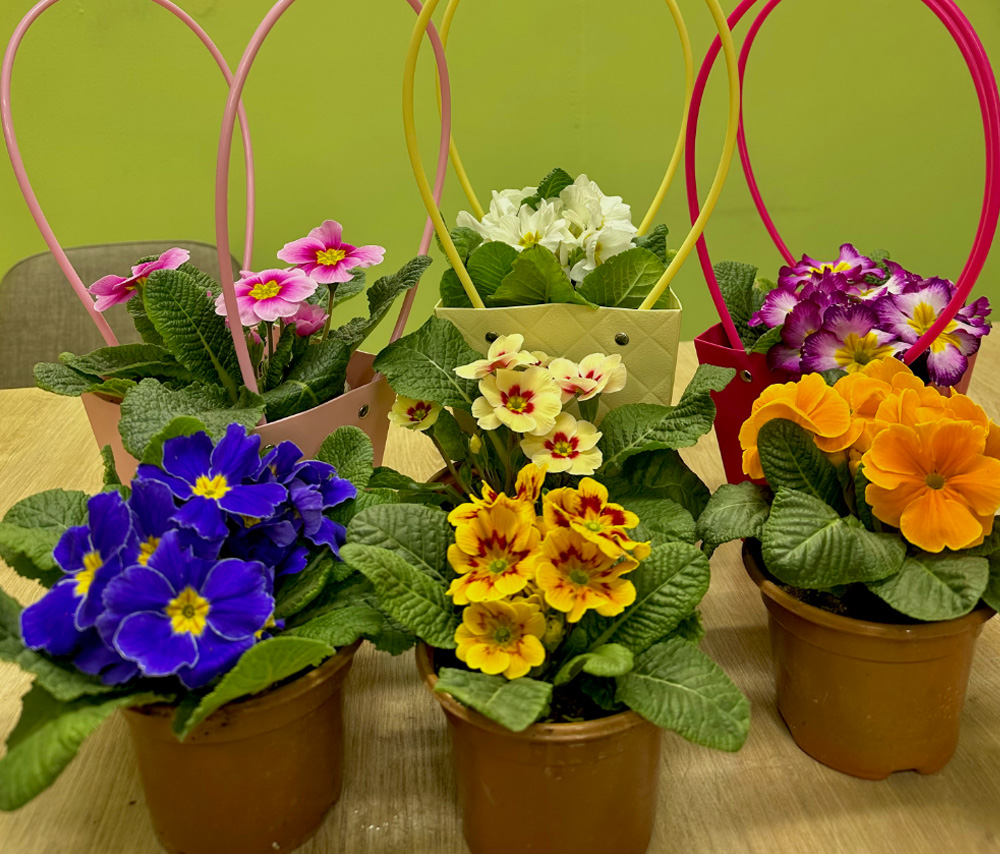 Ծաղկամանով ծաղիկ «Primrose (Primula)»