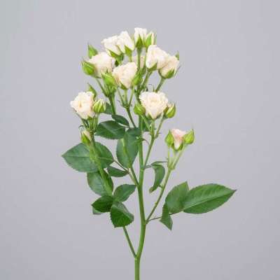 Փնջային վարդ