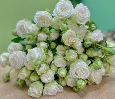 Փնջային վարդ (1 ճյուղ) «Tender Rose Symphony»