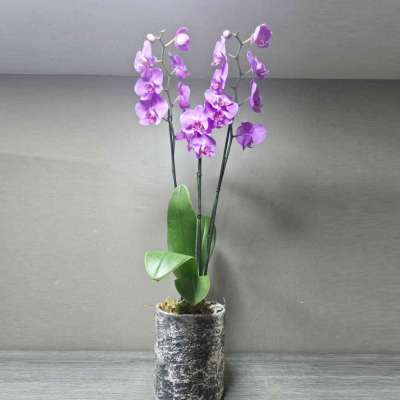 Composition with concrete vase
