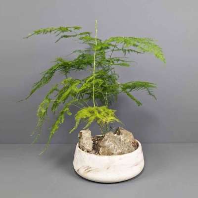 Asparagus in a decorative vase