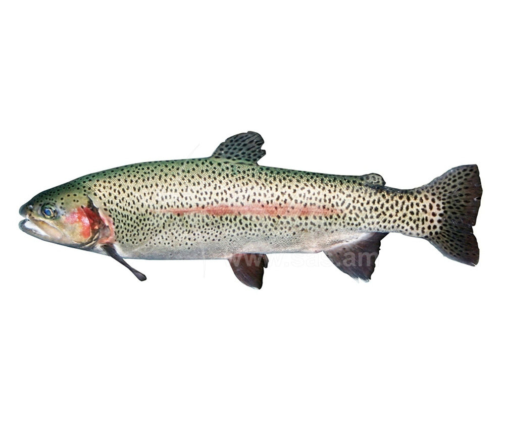 Ձուկ կենդանի "Ծիածանափայլ իշխան"