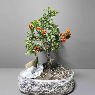 Bonsai Ornamental fruit tree