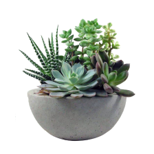 Houseplants