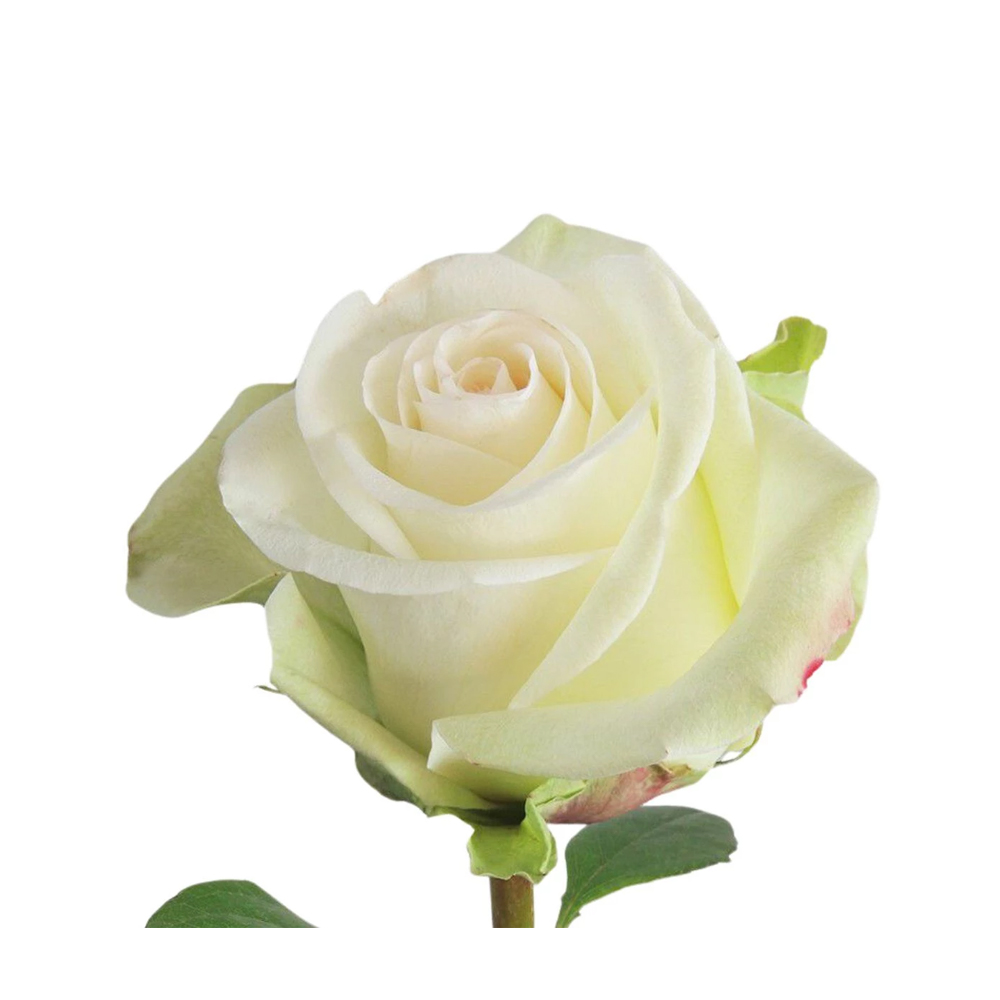 White rose Dolomoti