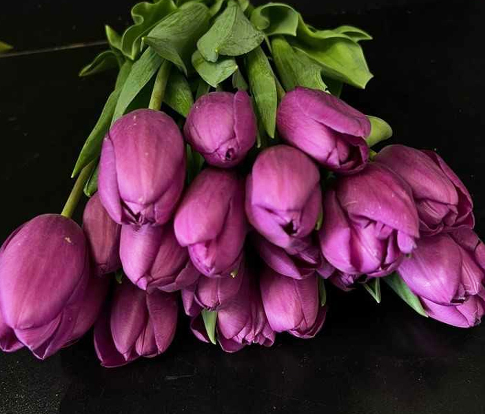 Tulip N2 (1 pc)